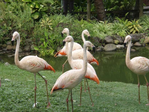 Pink Flamingos © Ian & Andrea Treleaven